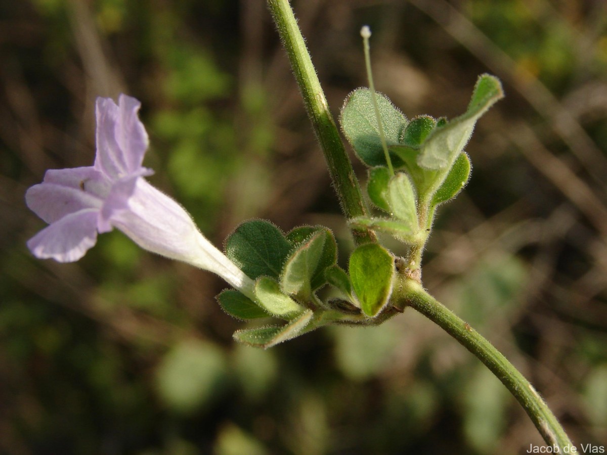 Ruellia patula Jacq.